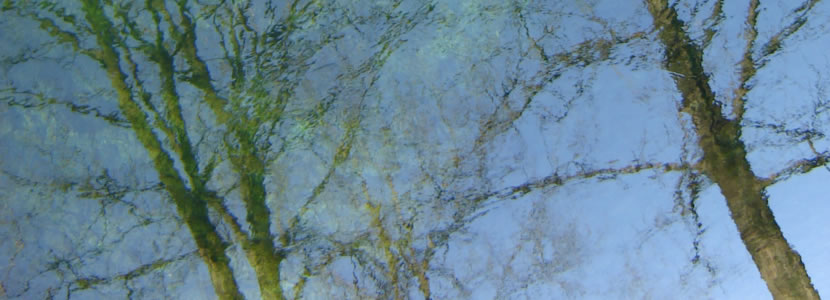 header-wasser-baum2